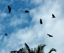 DSC_0016 Batty Bats * 2289 x 1921 * (1010KB)